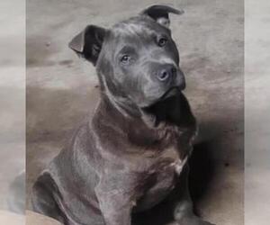 American Staffordshire Terrier-Unknown Mix Dogs for adoption in San Antonio, TX, USA