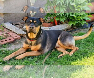 Rottweiler-Unknown Mix Dogs for adoption in Williamsburg, IA, USA