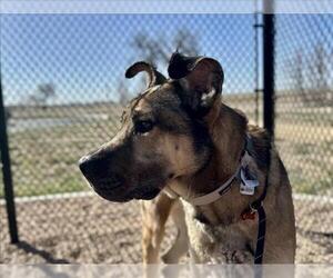 German Shepherd Dog-Mastiff Mix Dogs for adoption in Fort Collins, CO, USA