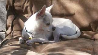 Chihuahua Dogs for adoption in Tucson, AZ, USA