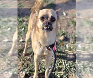 Chihuahua-Unknown Mix Dogs for adoption in Fort Collins, CO, USA