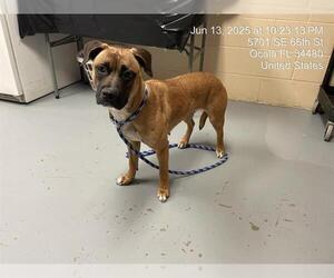 American Pit Bull Terrier Dogs for adoption in Ocala, FL, USA