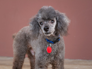 Poodle (Miniature) Dogs for adoption in League City, TX, USA