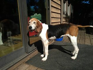 Treeing Walker Coonhound Dogs for adoption in Plainfield, IL, USA