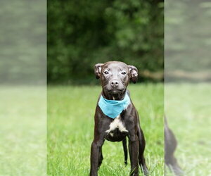 Mutt Dogs for adoption in Belleville, IL, USA