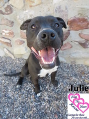 American Pit Bull Terrier-Unknown Mix Dogs for adoption in Canutillo, TX, USA