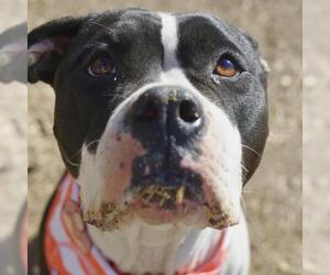 American Bulldog-Unknown Mix Dogs for adoption in San Antonio, TX, USA