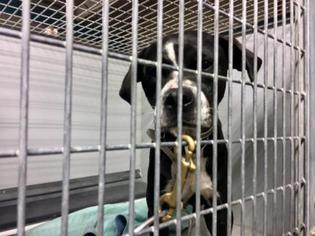 Medium Photo #1 Boxador Puppy For Sale in Kansas City, MO, USA