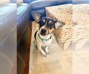 Rat Terrier-Unknown Mix Dogs for adoption in Oakhurst, NJ, USA