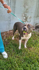 Staffordshire Bull Terrier Dogs for adoption in Weston, FL, USA