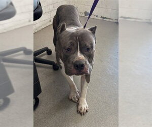 Mutt Dogs for adoption in San Bernardino, CA, USA