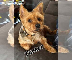 Mutt Dogs for adoption in LOGANVILLE, GA, USA