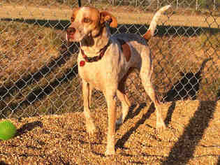 Pointer Dogs for adoption in Augusta, GA, USA