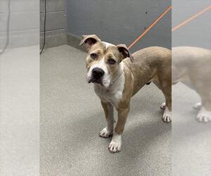 American Pit Bull Terrier-Unknown Mix Dogs for adoption in Las Vegas, NV, USA