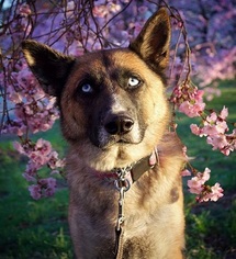 German Shepherd Dog-Siberian Husky Mix Dogs for adoption in Pennington, NJ, USA