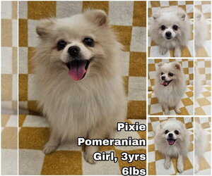 Pomeranian Dogs for adoption in Seattle, WA, USA