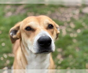 American Pit Bull Terrier Dogs for adoption in Tulsa, OK, USA