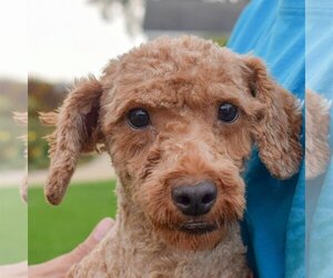 Poodle (Miniature) Dogs for adoption in Huntley, IL, USA