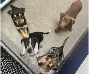 Catahoula Leopard Dog-Labrador Retriever Mix Dogs for adoption in Sterling, MA, USA