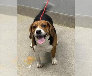 Beagle-Unknown Mix Dogs for adoption in Las Vegas, NV, USA