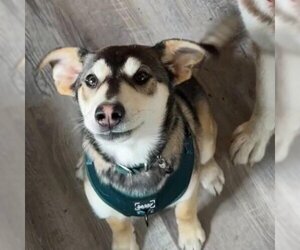 Alaskan Malamute-Unknown Mix Dogs for adoption in Malaga, WA, USA