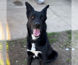 German Shepherd Dog-Unknown Mix Dogs for adoption in Modesto, CA, USA
