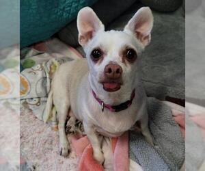 Chihuahua Dogs for adoption in Alameda, CA, USA