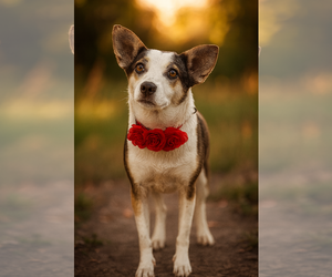Basenji-Chihuahua Mix Dogs for adoption in Phoenix, AZ, USA