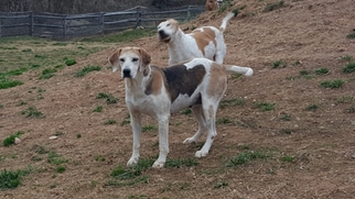English Foxhound-Unknown Mix Dogs for adoption in Bealeton, VA, USA