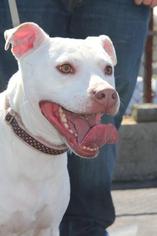 American Pit Bull Terrier Dogs for adoption in Baltimore, MD, USA