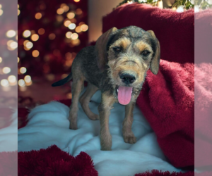 Mutt Dogs for adoption in Vail, AZ, USA