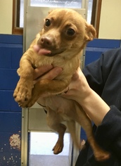 Chihuahua Dogs for adoption in West Cornwall, CT, USA