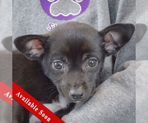 Medium Photo #6 Chipin Puppy For Sale in Huntley, IL, USA