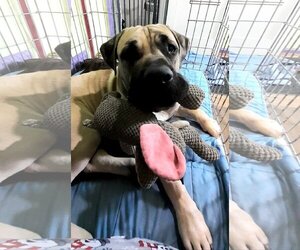 Mastiff Dogs for adoption in Belleville, MI, USA