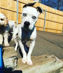 American Bull-Jack Dogs for adoption in Eden Prairie, MN, USA