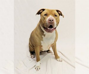 American Staffordshire Terrier Dogs for adoption in Spring Lake, NJ, USA