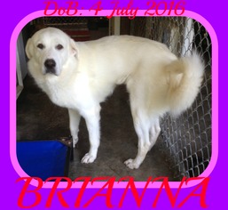 Great Pyrenees Dogs for adoption in Sebec, ME, USA