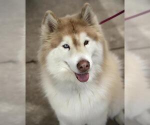 Siberian Husky Dogs for adoption in Lodi, CA, USA
