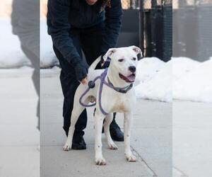 Dogo Argentino-Unknown Mix Dogs for adoption in Derwood, MD, USA