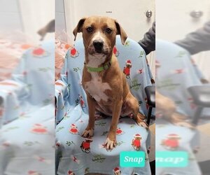 Bullboxer Pit Dogs for adoption in Richmond, IN, USA