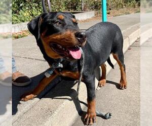 Rottweiler Dogs for adoption in Santa Rosa, CA, USA