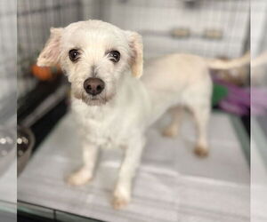 Maltese Dogs for adoption in Holly Springs, NC, USA