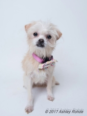 Shih-Poo Dogs for adoption in Kenner, LA, USA