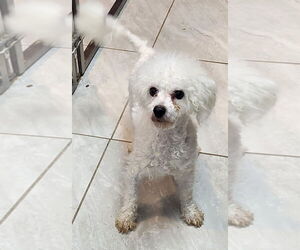 Bichon Frise Dogs for adoption in Walnutport, PA, USA