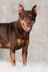 Miniature Pinscher Dogs for adoption in Rochester, MN, USA