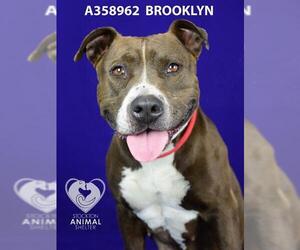 American Pit Bull Terrier Dogs for adoption in Stockton, CA, USA