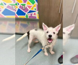 Norfolk Terrier-Unknown Mix Dogs for adoption in Baytown, TX, USA
