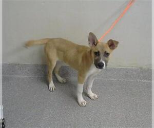 Labrador Retriever-Unknown Mix Dogs for adoption in Pasadena, TX, USA