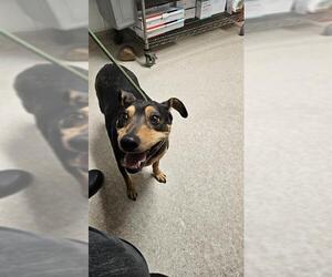 Miniature Pinscher Dogs for adoption in Bakersfield, CA, USA