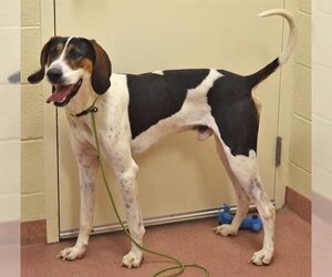 Treeing Walker Coonhound Dogs for adoption in Ogden, UT, USA